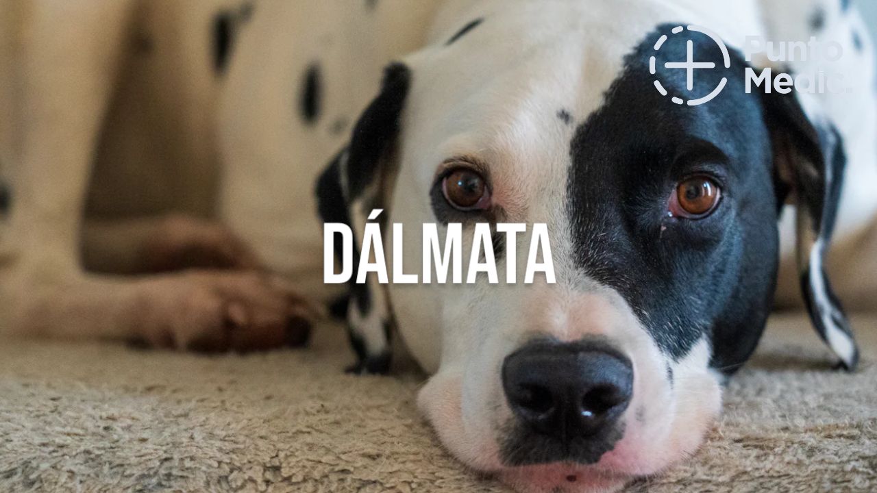 El Dálmata: Un amigo fiel, juguetón y lleno de energía