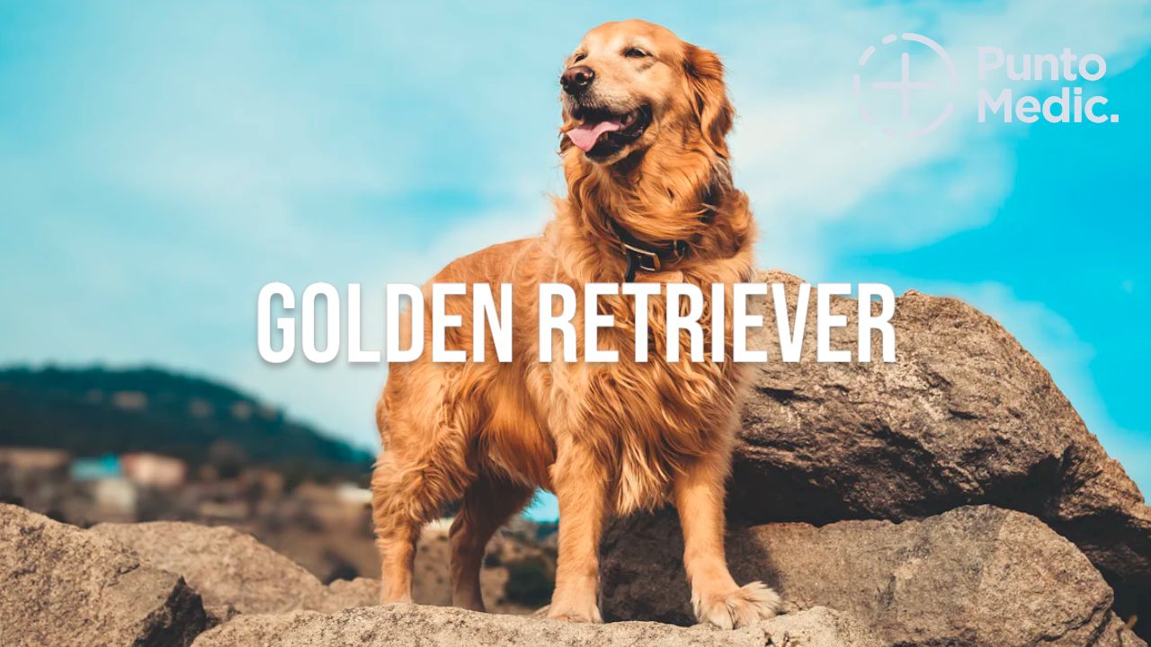 El Golden Retriever: Un perro noble, cariñoso y juguetón