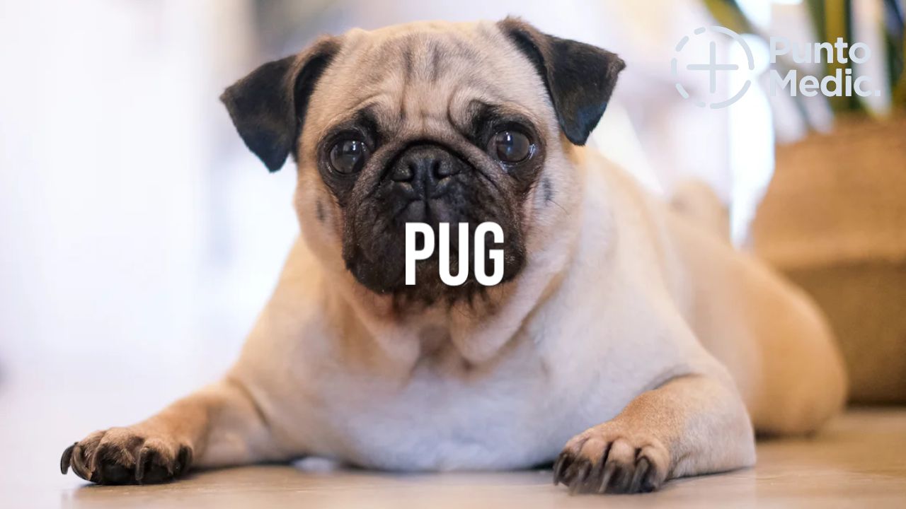 El Pug: Un perro adorable, juguetón y lleno de personalidad