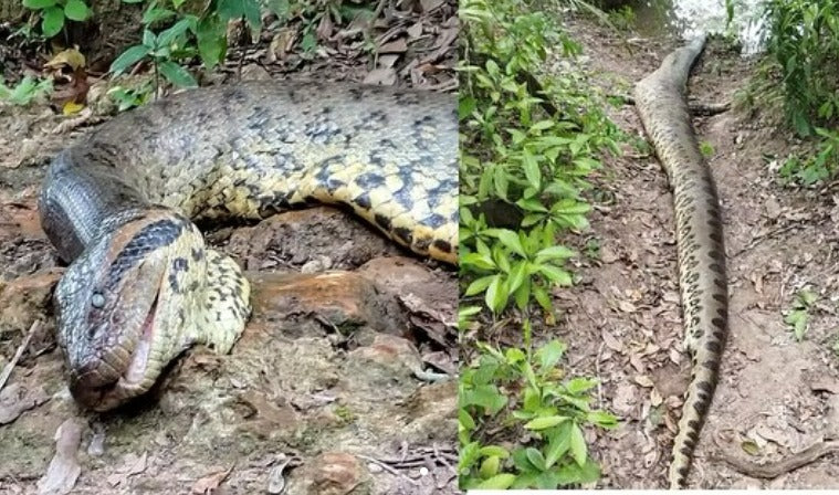 La anaconda gigante hallada muerta en Brasil