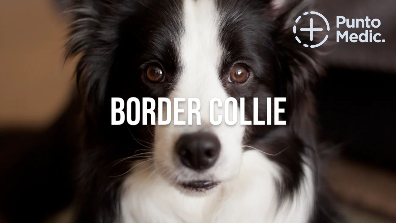 Border Collie: Un pastor con inteligencia excepcional