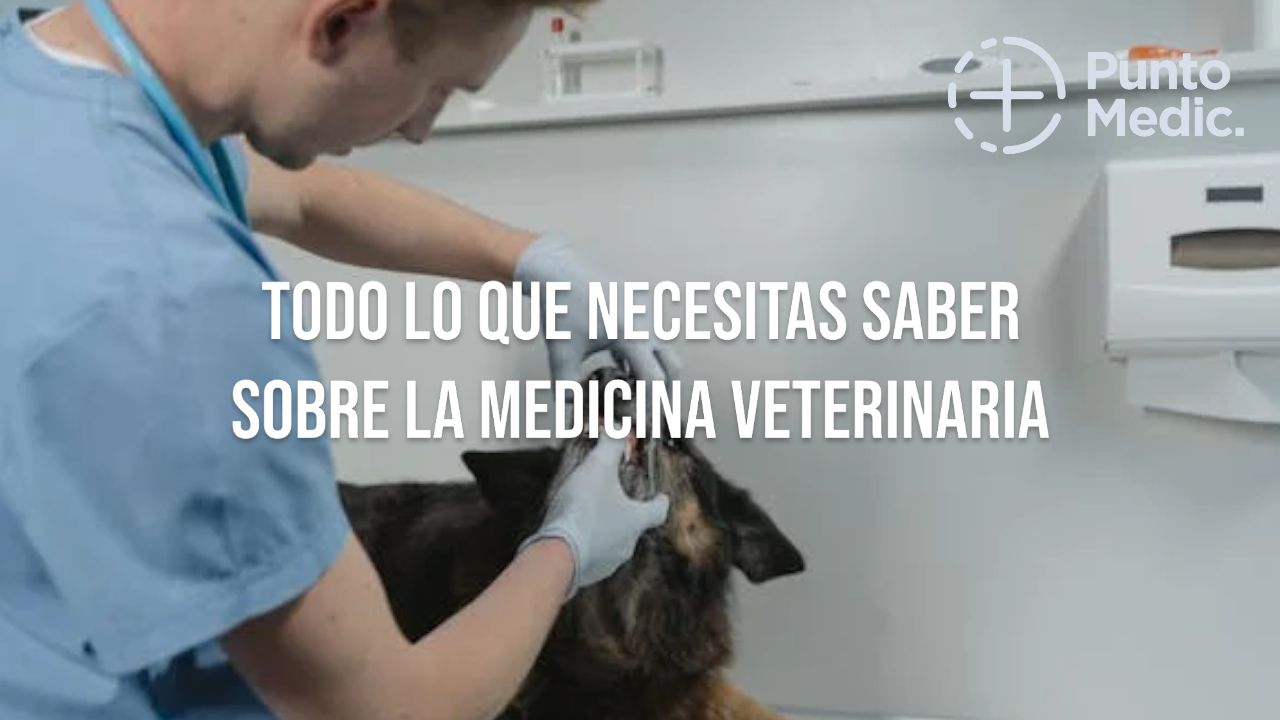 Todo lo que necesitas saber sobre medicina veterinaria: Tratamientos, cuidados y consejos