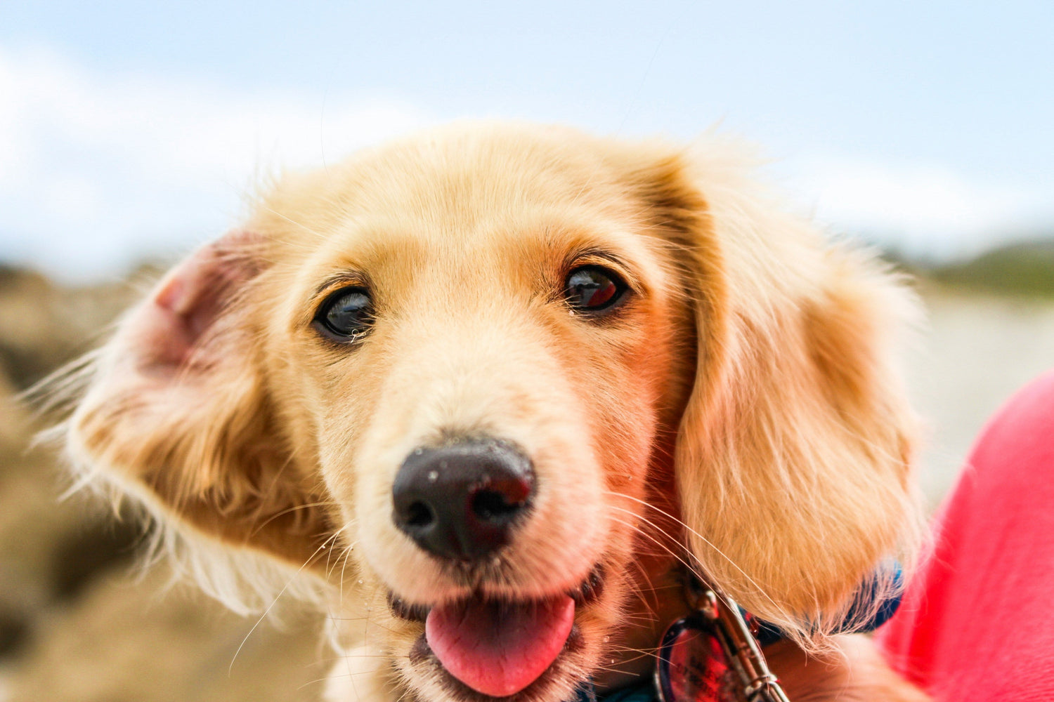 Oftalmología Veterinaria: Cuidado y Prevención para la Salud Visual de tu Mascota