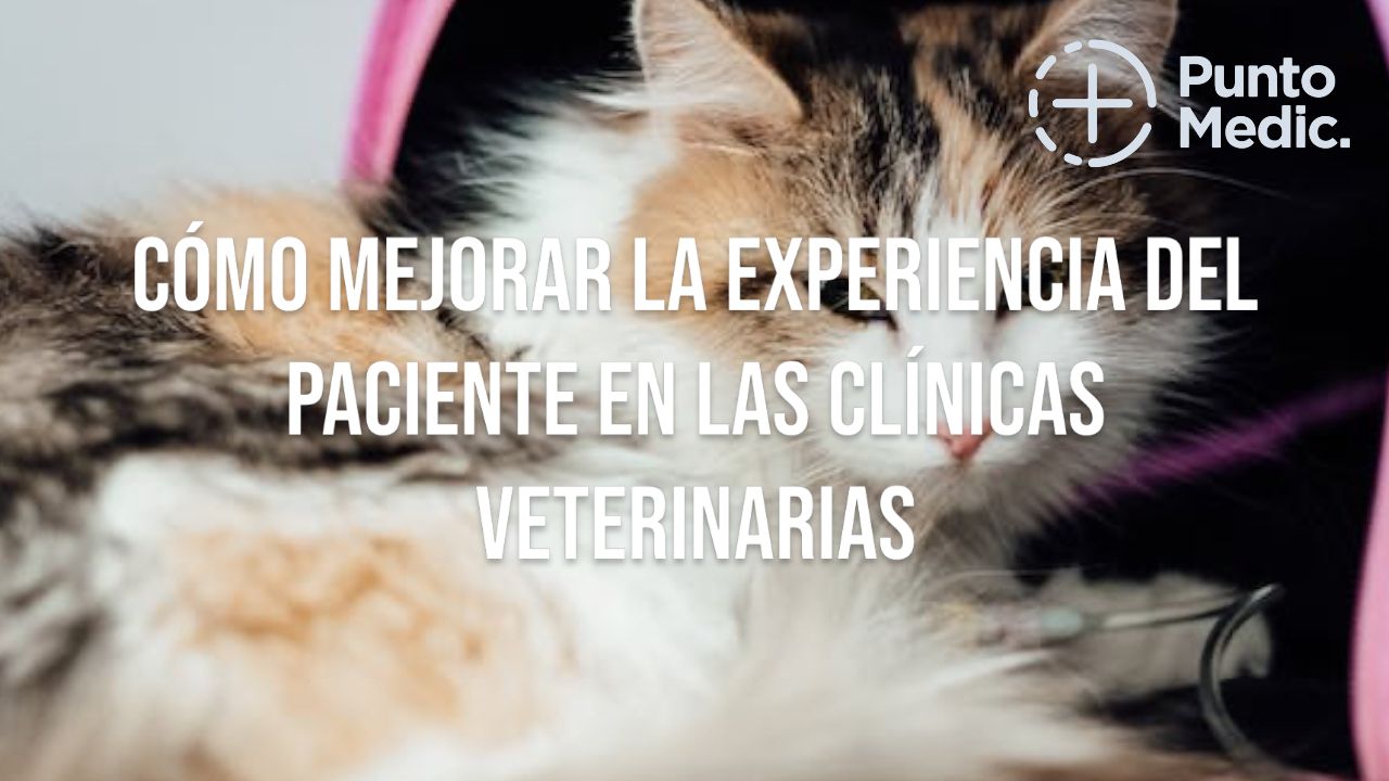 Cómo mejorar la experiencia del paciente en las clínicas veterinarias
