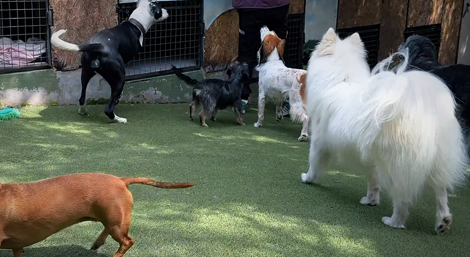 VetGarden – Clínica Veterinaria, Hotel y Guardería Canina y Felina