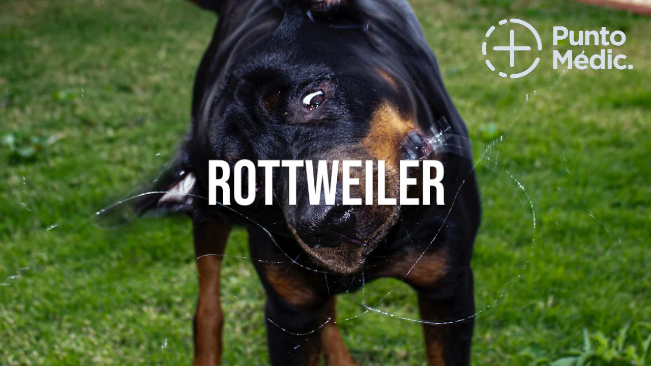 El Rottweiler: Un perro poderoso, leal y protector