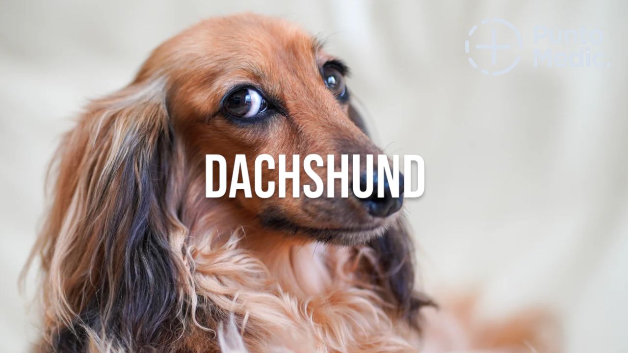 El Dachshund: Un perro adorable, valiente y juguetón