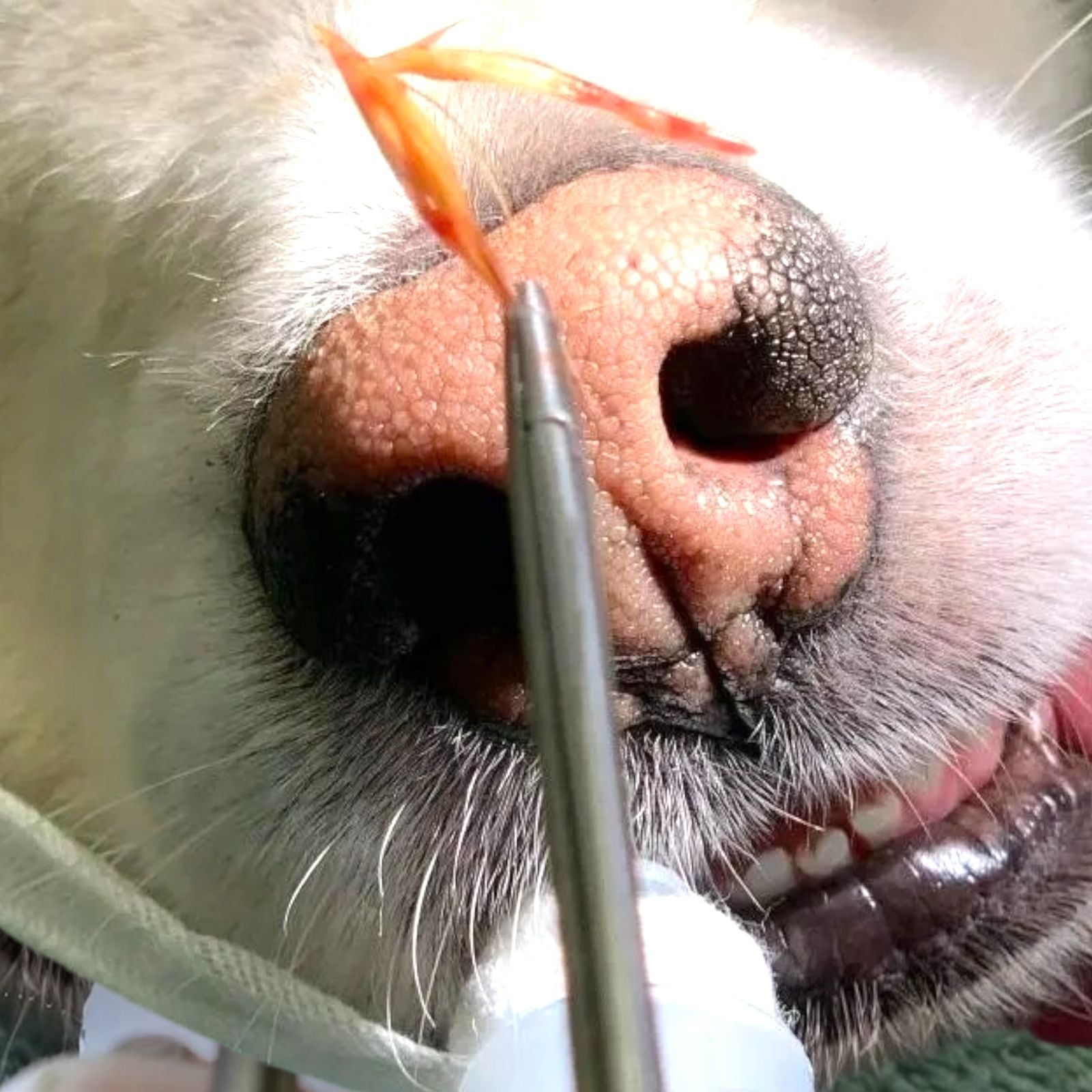 OTOSCOPIO VETERINARIO CON PINZA