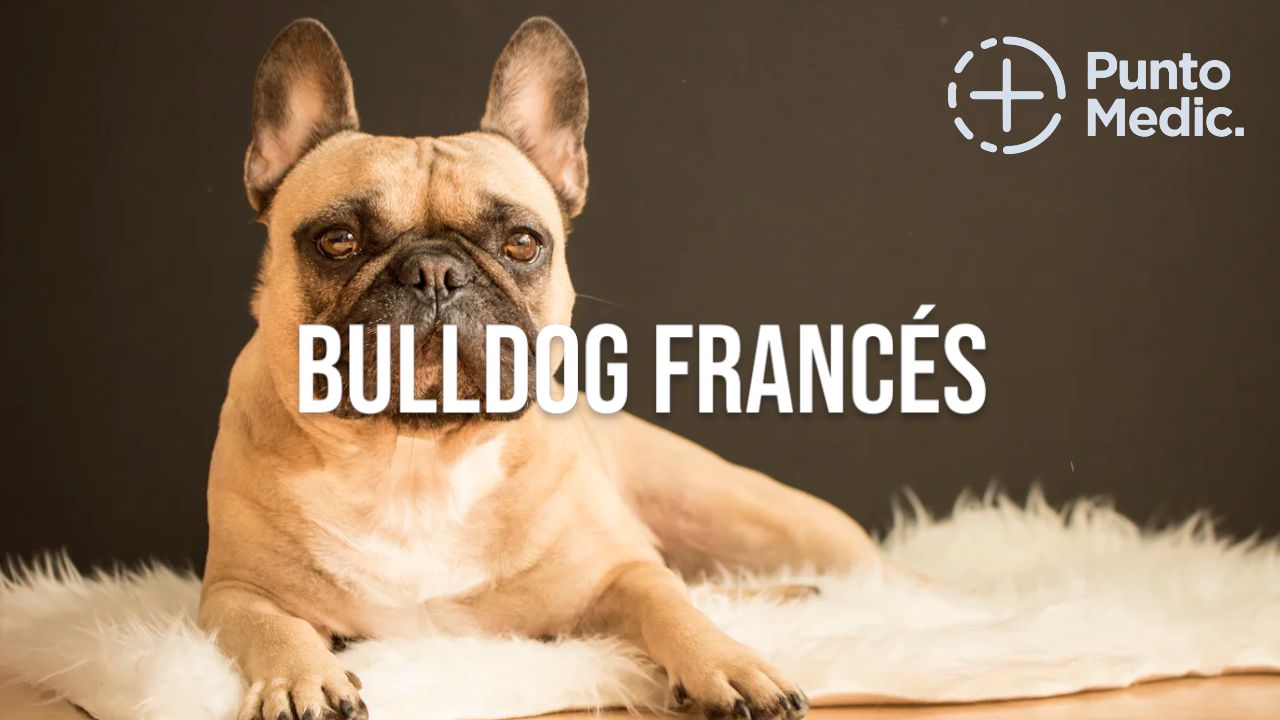El Bulldog Francés: Un perro adorable, juguetón y adaptable