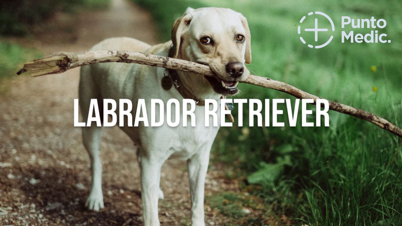 El Labrador Retriever: Un perro leal, inteligente y amigable