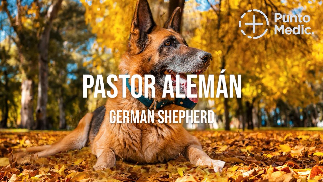 El Pastor Alemán: Un compañero leal e inteligente