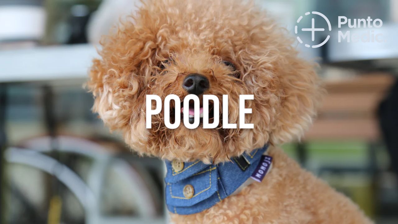 El Poodle: Un perro elegante, inteligente y juguetón