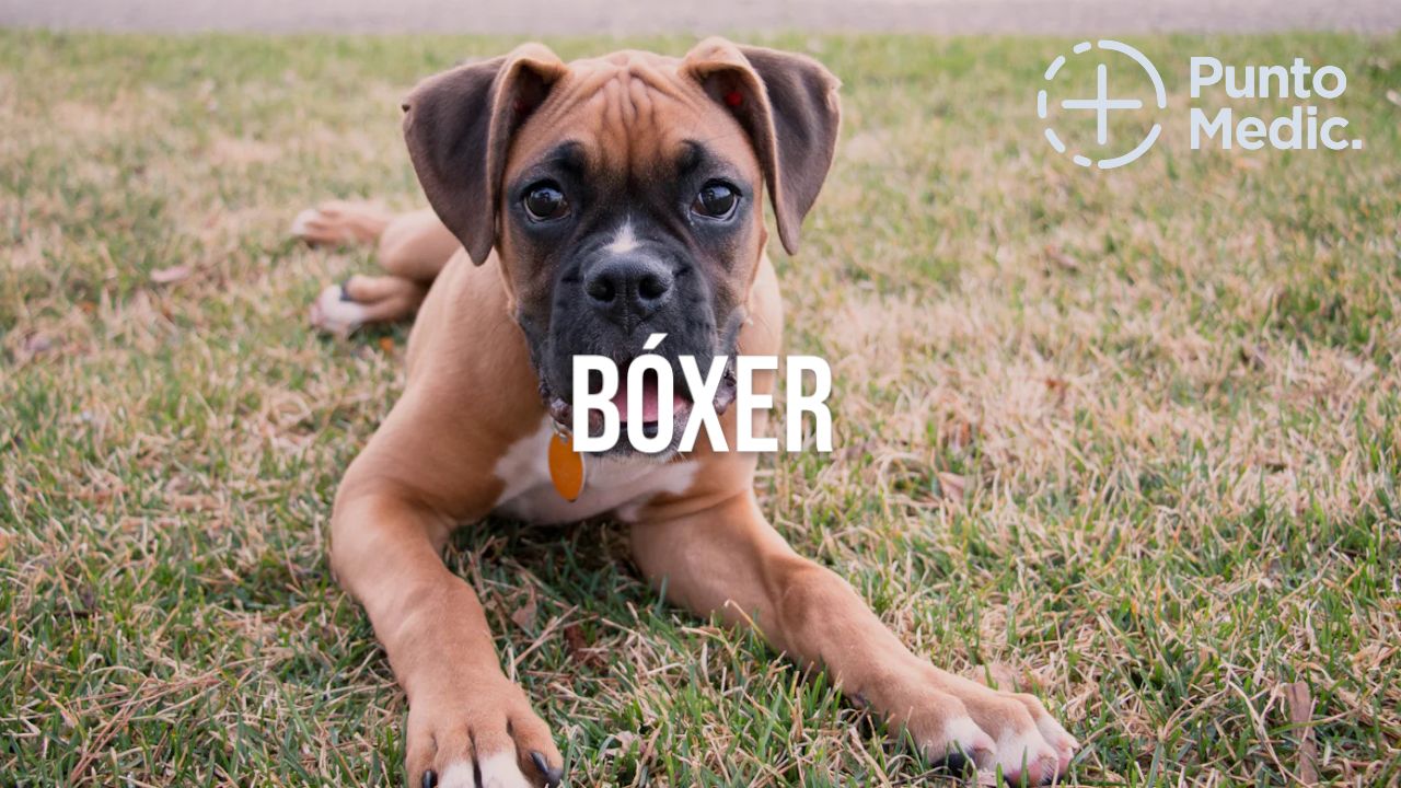 El Boxer: Un perro fuerte, valiente y juguetón