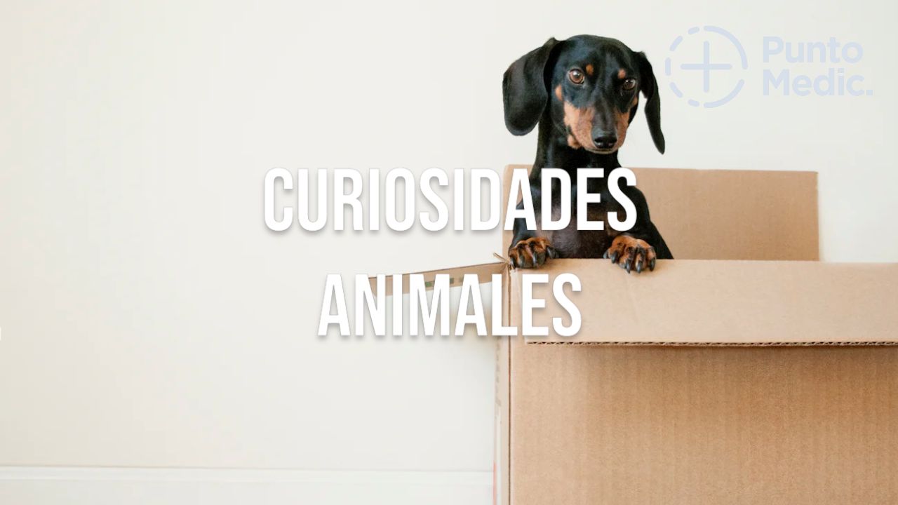 Curiosidades Animales: Información divertida y curiosa sobre el reino animal