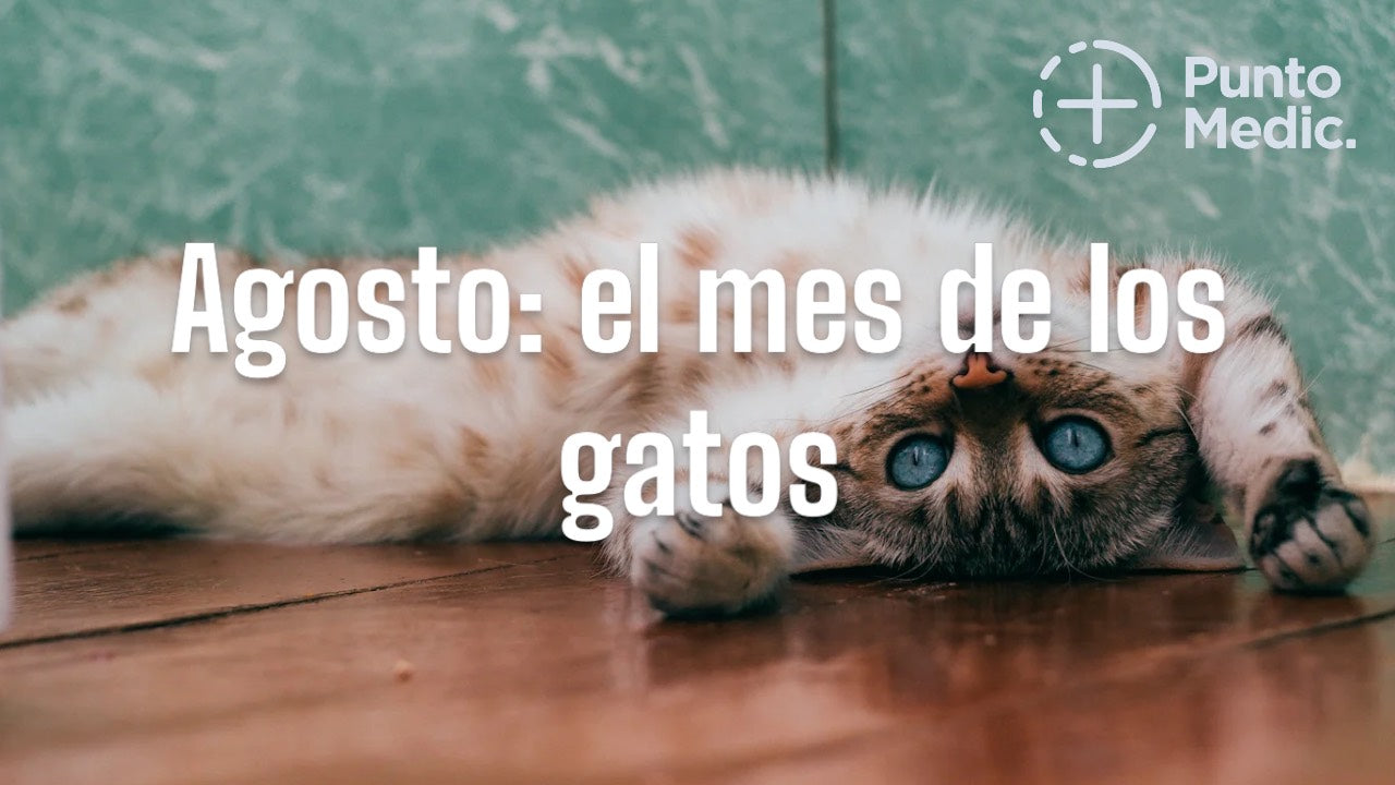 Agosto: El Mes de los Gatos en Chile