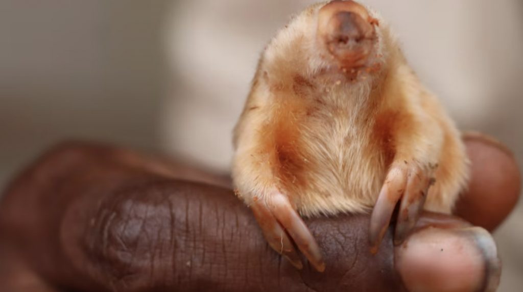 El Esquivo Kakarratul: Fotografiando la Rareza de la Naturaleza en Australia